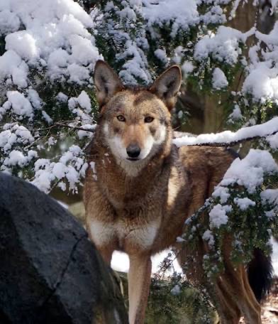 Christopher AI Roleplay