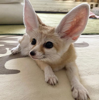 Domesticated Fennec Fox AI Roleplay