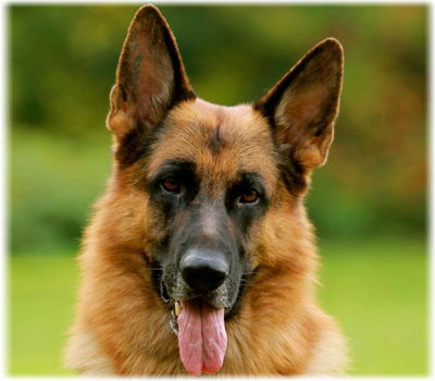 德國牧羊犬 AI Roleplay