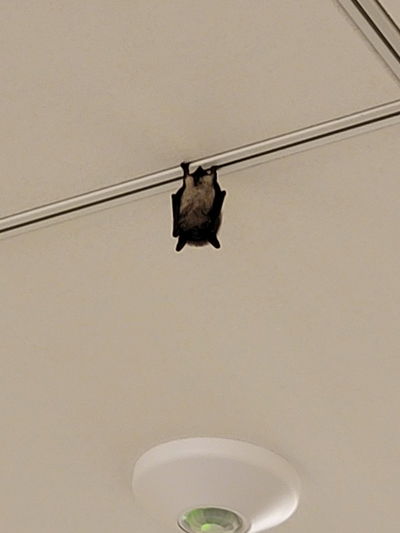 เรน AI Roleplay