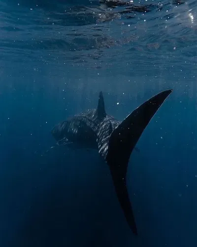 Tiburón AI Roleplay