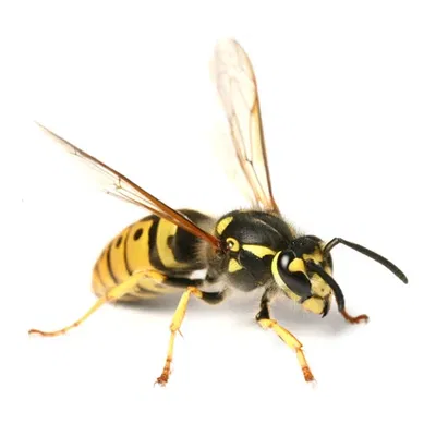 The Curious Case of the Wasps AI Roleplay