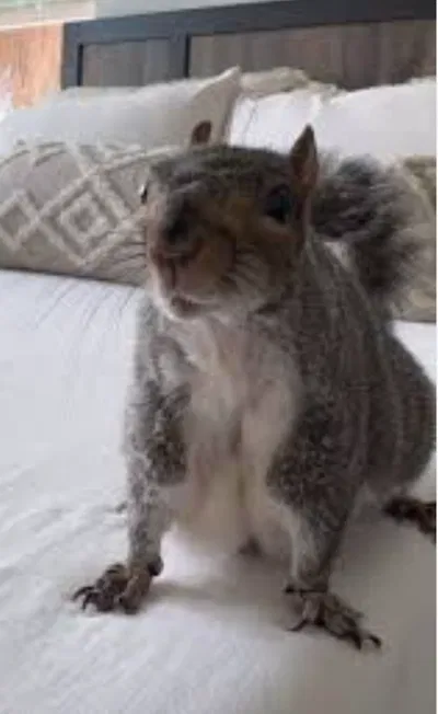 A squirrel AI Roleplay