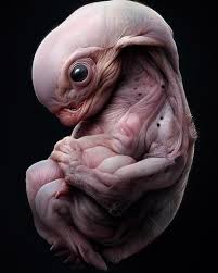 Science organization NERDS AI Roleplay