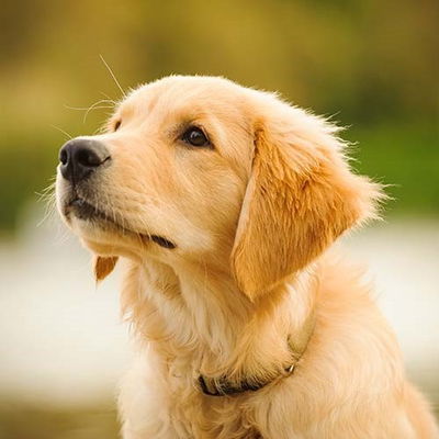 Pet Shop Assistant AI Roleplay