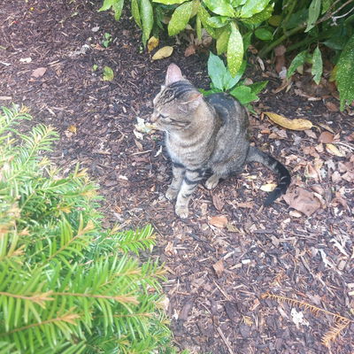 Storyteller AI Roleplay