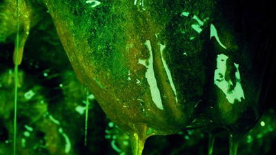 Slime Parasite AI Roleplay