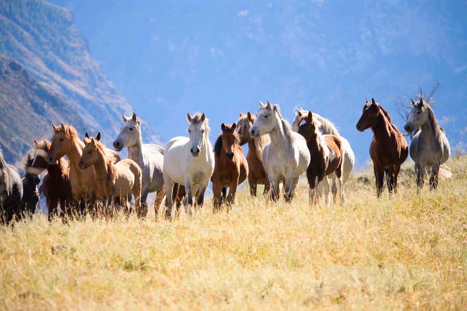 horse herd AI Roleplay