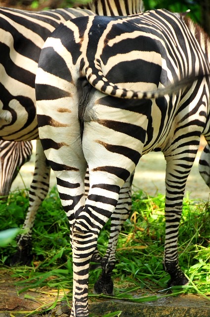 Zebra AI Roleplay