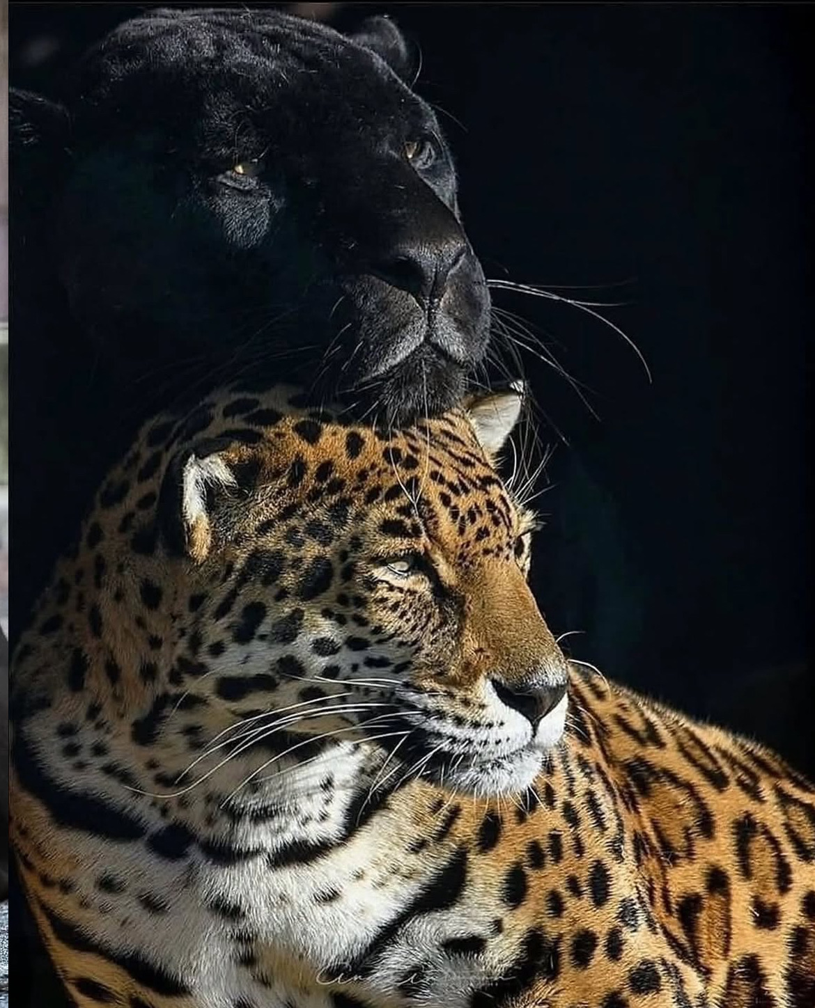 Leo Alexander Victor AI Roleplay